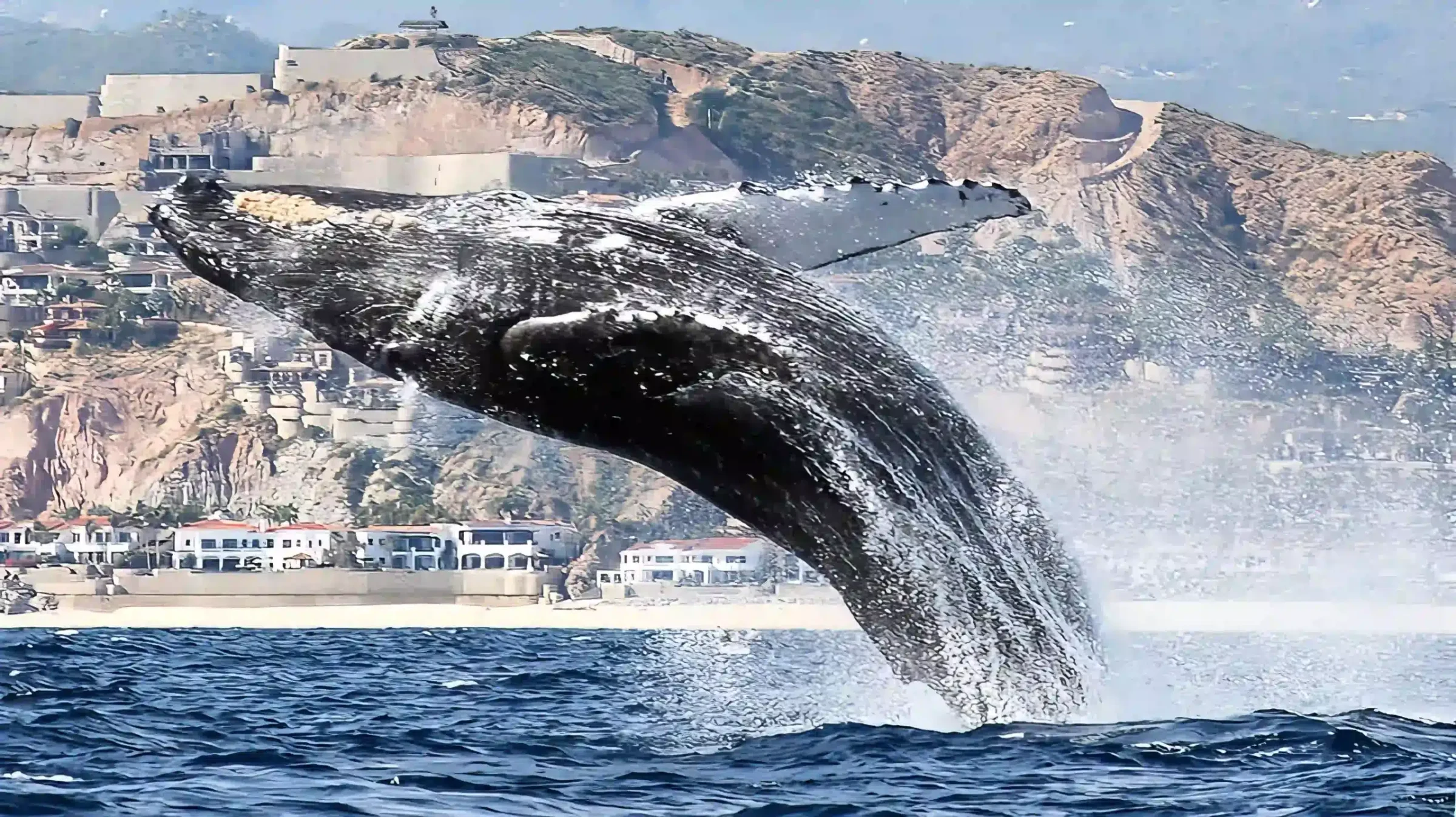 A humpback whale breaching off the Cabo coast