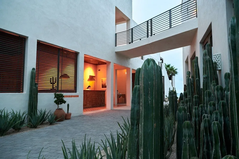 White walls, warm-lit rooms and tall cactus at the entrance of Hotel San Cristóbal in Todos Santos